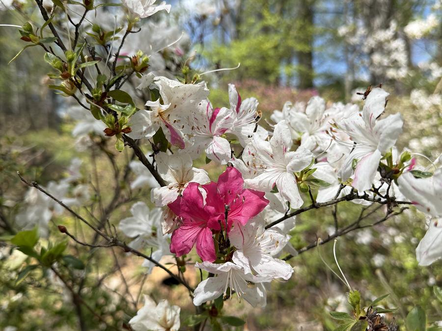White and pink azaleas in flower on the grounds, backlit by spring sun