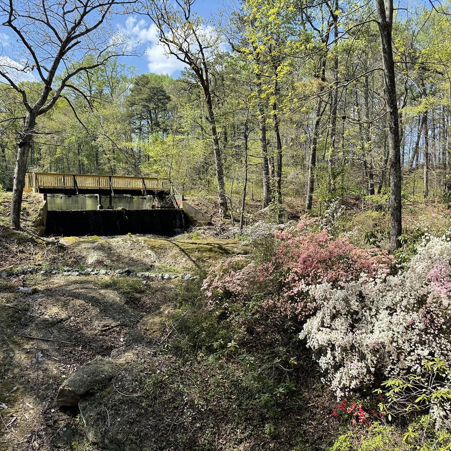 The footbridge over the spillway, banks of white and pink azaleas in full bloom